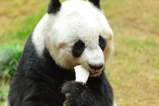 panda