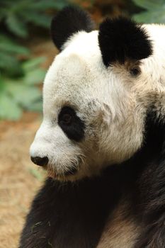 panda