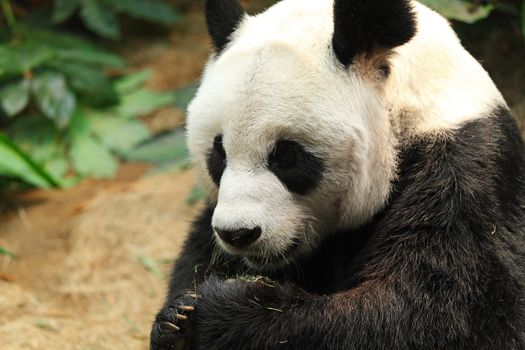 panda