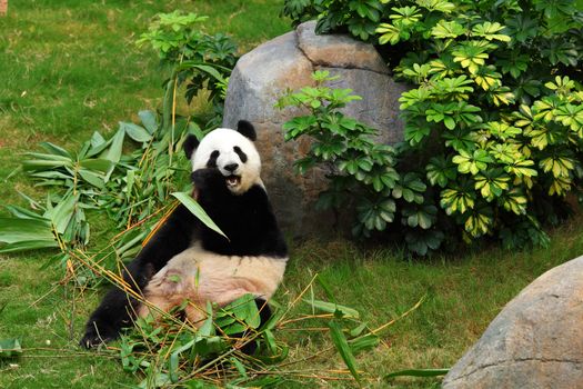 panda