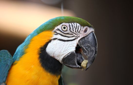 Macaw parrot