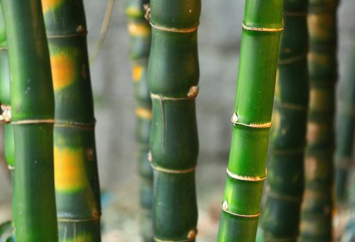 bamboo