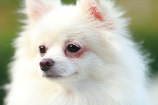 white pomeranian dog