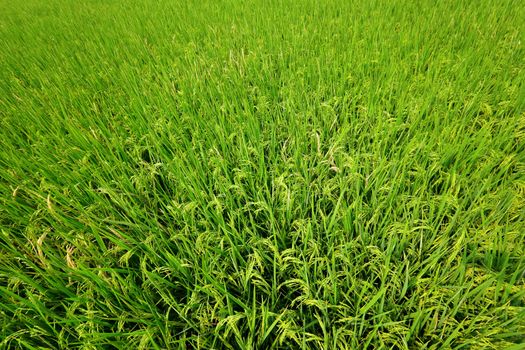 Paddy Rice
