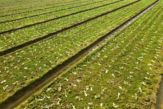farm field