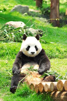 panda