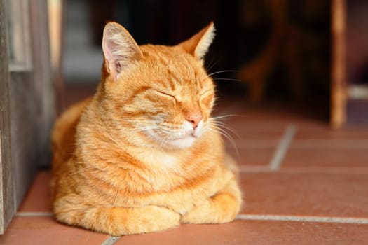 sleepy cat