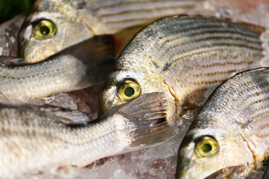 fish for sale