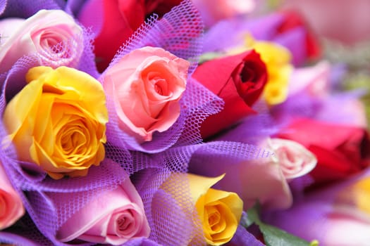 colourful rose