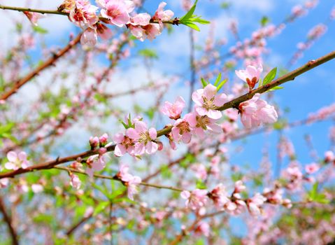 Chinese new year decoration flower-peach blossom