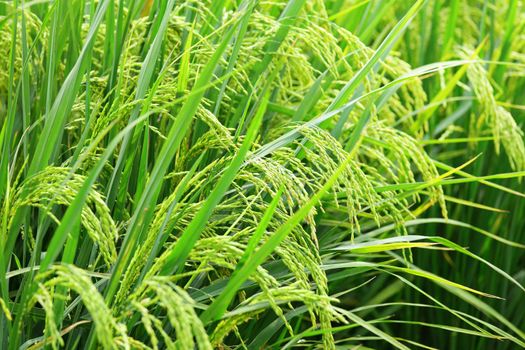 Paddy Rice