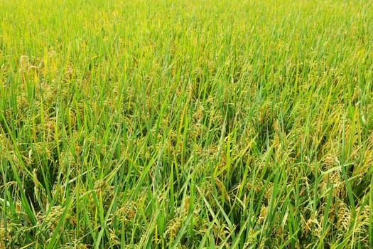 paddy field