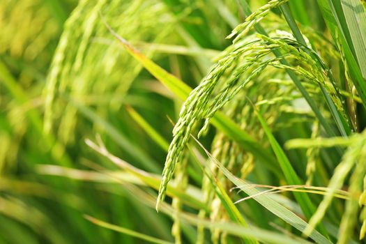Close up of green paddy rice
