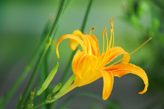 Day Lily - Hemerocallis fulva