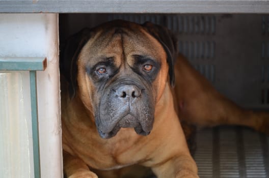 Mastiff - large dog resting