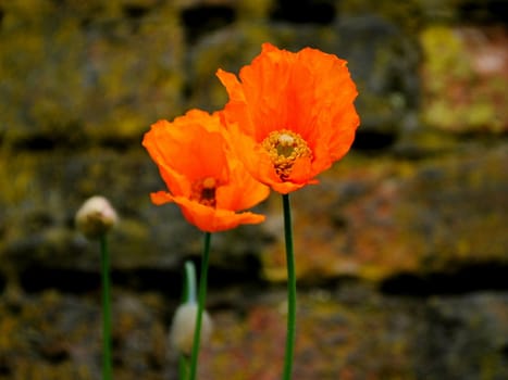 poppy, flower, nature, macro, landscape,