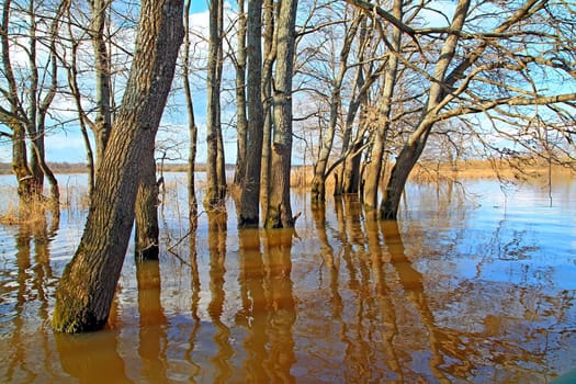 flood in oak wood