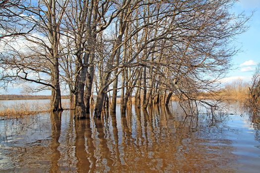 flood in oak wood