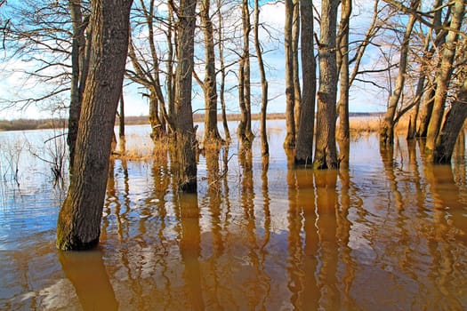 flood in oak wood