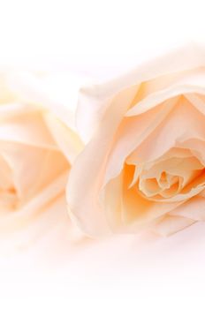 Floral background of two delicate high key beige roses macro