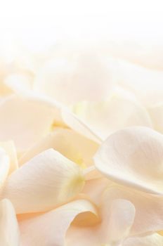 Abstract background of a fresh beige rose petals