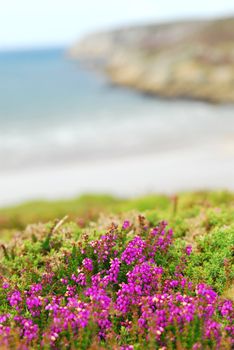 Heather blooming at the Atlantic ocean coast in Brittany, France