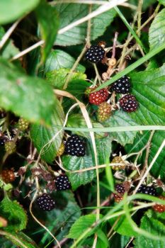 some wild blackberries in the irish countryside
