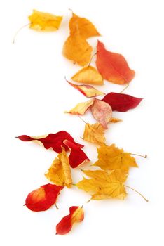Dry colorful autumn leaves on white background