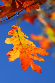 Bright autumn leaf on a fall oak tree branch, blue sky background