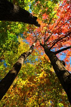 Colorful fall forest on a warm autumn day