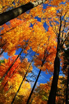 Canopies of tall autumn trees in sunny fall forest