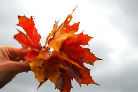 Closeup on a hand holding a bunch of bright fall maple leaves against grey overcast sky