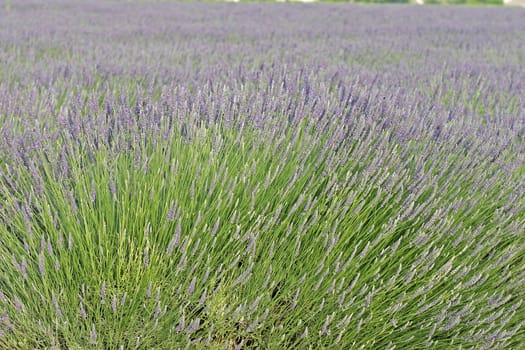 Lavender near Murs, Provence, Luberon, South France. Lavcendelfeld bei Murs