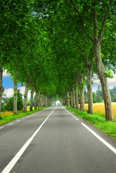 Country road lined with sycamore trees in southern France