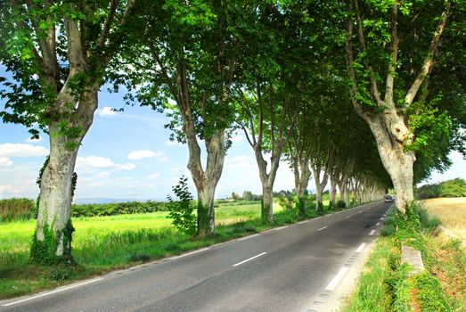 Country road lined with sycamore trees in southern France