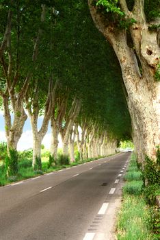 Country road lined with sycamore trees in southern France