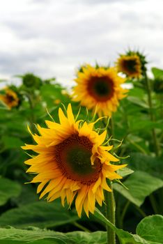 Summer sunflower field with overcast cloudy sky