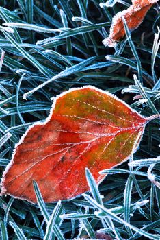 Red frosty fallen leaf in frozen grass on cold fall morning