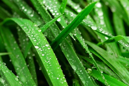 Big water drops on green grass blades, closeup