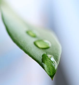 Macro of a green leaf with water drops