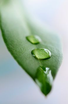 Macro of a green leaf with water drops