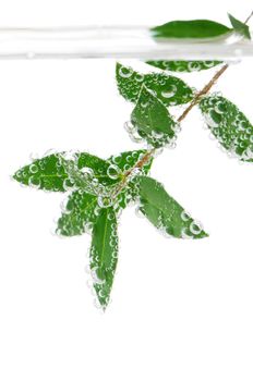 Green leaves of a plant submerged in water with air bubbles