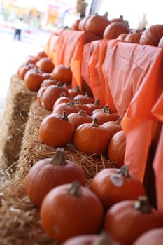 many small pumpkins line the place at the pumpkin patch 