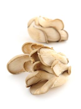 Clusters of oyster mushrooms isolated on white background