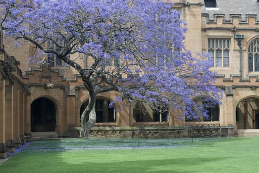 gothic revival architecture at sydney university, australia