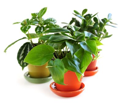 Assorted green houseplants in pots isolated on white background