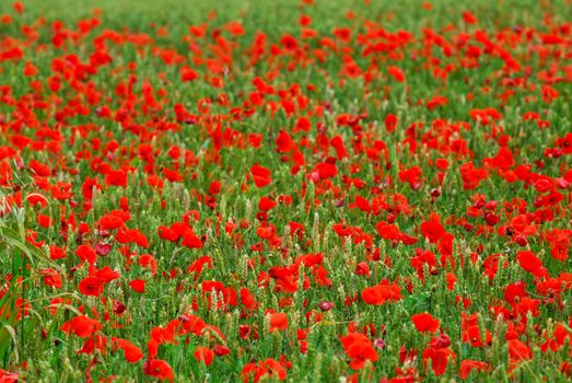 Red poppy flowers growing in green rye grain field, floral background