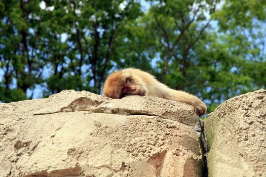 Macaque lying on rock and looking down on people. Rest.