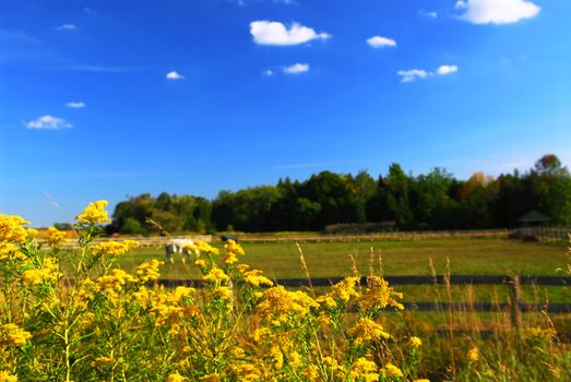 Rural summer landscape with blooming ragweed in foreground