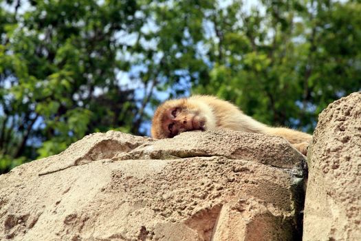 Macaque lying on rock and looking down on people. Rest.